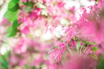 rose red loropetalum flower dreamy background material