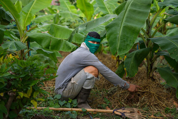 Young farmer applying bio-compost to the base of a fruit tree.