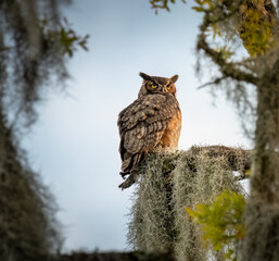 A Beautiful Great Horned Owl