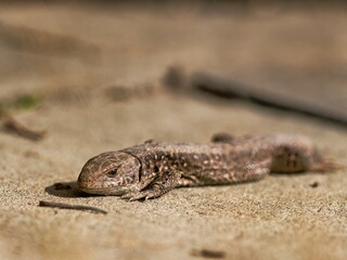 Sand lizard (Lacerta agilis) in spring time.