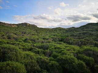 Fototapeta na wymiar Vegetation around the Menorca island