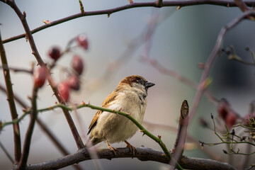 sparrow on a branch