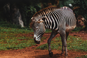 Fototapeta na wymiar Close-up shot of a zebra in the field