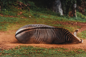Fototapeta na wymiar Close-up shot of a zebra in the field