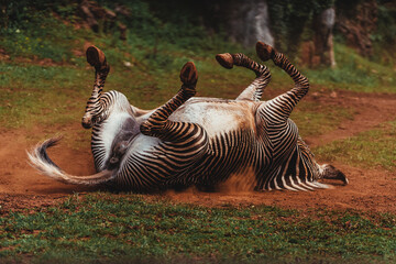 Close-up shot of a zebra in the field