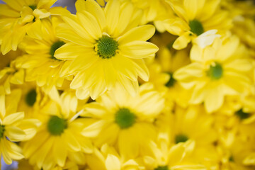Fioral background is a bushy yellow chrysanthemum. Mockup, spring mood, copy space, yellow flowers, design, website layer, flower shop, small flowers, pattern