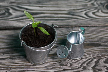 Growing seedlings in a miniature metal bucket. Next to it is a miniature watering can. Green seedling sprouts. Close-up.