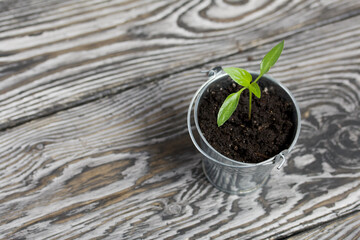 Growing seedlings in a miniature metal bucket. Green seedling sprouts. Close-up.