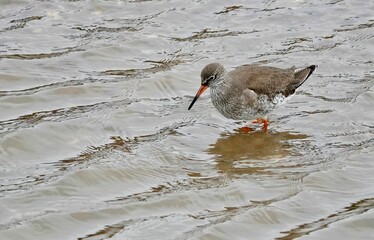 Redshank wading in shallow water in Norfolk, UK