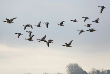 Flock of greylag geese in flight in Essex, UK