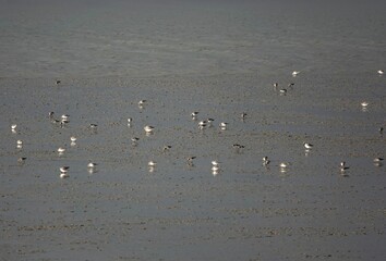 Small flock of dunlin feeding in the riverbed mud at low tide in Essex, UK