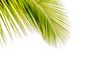 Palme de cocotier sur fond blanc 