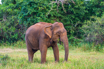 Fototapeta na wymiar Elephants in the National Park