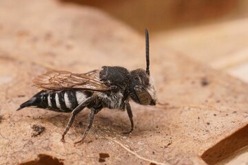 Closeup on a female of the Large sharp-tailed bee, Coelioxys conoidea at the Belgian coast