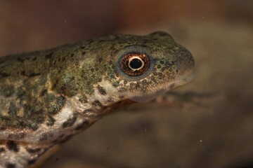 Closeup on the head of an adult Italian newt, Lissotriton italicus underwater