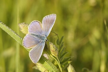 Closeup on a Common European Icarus blue butterfly, Polyommatus icarus