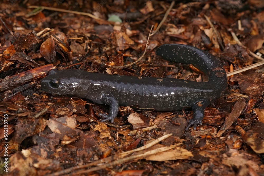 Poster closeup on a dark and rare japanese endemic ishizuchi streamside