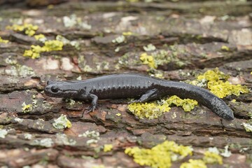 Fototapeta premium Closeup on a dark and rare Japanese endemic Ishizuchi streamside