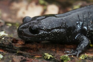 Closeup on a dark and rare Japanese endemic Ishizuchi streamside