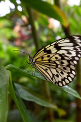 Fototapeta na wymiar primer plano de mariposa idea leuconoe sobre hojas verdes