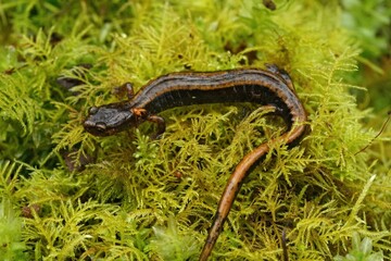Closeup on a Western red-backed salamander, Plethodon vehiculum sitting on green moss
