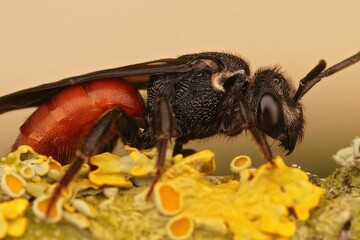 Macro shot of solitary parasitic bee (sphecodes albilabris)