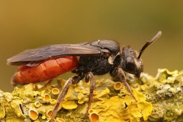 Closeup on the ruby red cleptoparaiste cuckoo solitary bee,  Sph