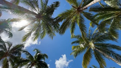Relaxing Tropical Palm Trees Sway Looking Up at a Sunny Blue Sky