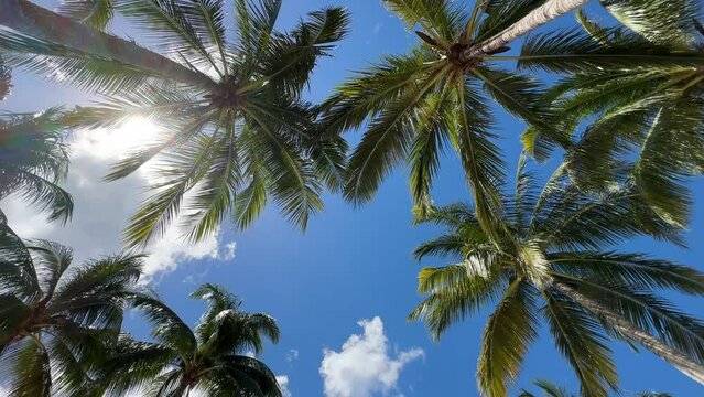 Relaxing Tropical Palm Trees Sway Looking Up at a Sunny Blue Sky