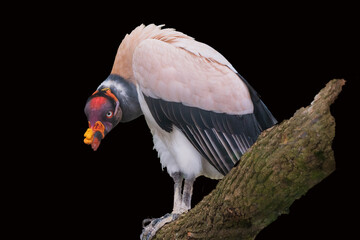 Colorful King Vulture on Tree
