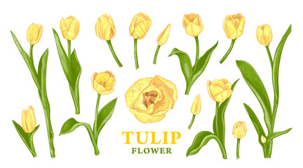 Set of hand drawn Spring yellow Tulip flowers. Vector illustration of plant elements for floral design. Colored sketch of flowers isolated on a white background. Beautiful bouquet of yellow Tulips