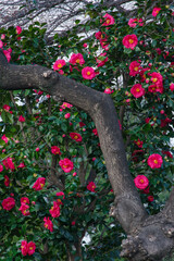 東京港区南青山2丁目のツバキ