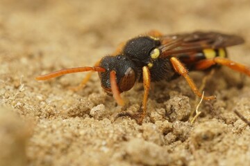 Macro shot of a yellow-legged nomad bee on the ground