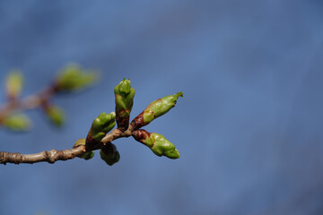 東京港区南青山2丁目の桜のつぼみ