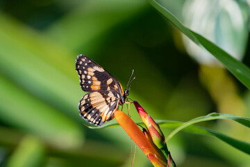 Border Patch Butterfly sipping nectar from an orange flower.