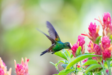 Copper-rumped hummingbird, Amazilia tobaci, feeding on pink flowers with a pastel green background.