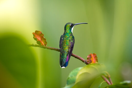 Black-throated Mango hummingbird perching in a bush with soft lighting.