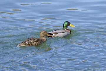 pair of mallards in the water