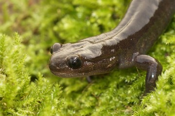 Adorable Ezo salamander (Hynobius retardatus) in the grasses in closeup