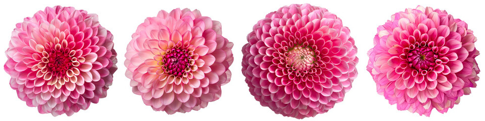 Assorted pink dahlia flower heads on transparent PNG background. Created with Generative AI.