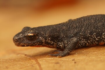 Closeup on the Balkan crested newt, Triturus ivanbureschi