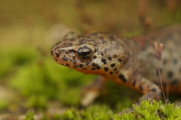 Closeup portrait of a greek alpine newt on a ground