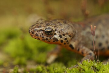 Adorable alpine newt (Ichthyosaura alpestris) in the stone in closeup