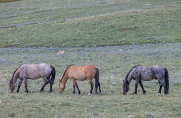 Wild Horses in the Pryor Mountains Montana in Summer