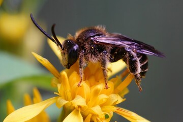 Closeup of a bee on a yellow loosestrife flower
