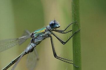 Macro shot of a spread-wing damselfly (Lestes dryas) perched on a green stem
