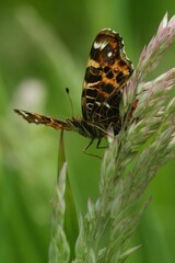 Upward angle closeup on the colorful orange spring version of the map butterfly, Araschnia levana