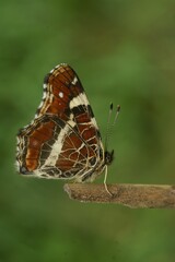 Closeup on a colorful orange spring version of the map butterfly, Araschnia levana with closed wings