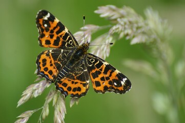 Closeup on the colorful orange spring version of the map butterfly, Araschnia levana