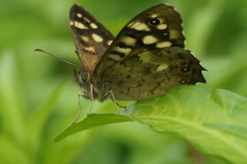 Adorable Speckled Wood (Pararge aegeria) standing on the leaf in closeup